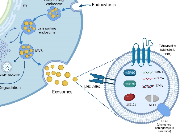 外泌體 Exosomes 【國際醫療新知】